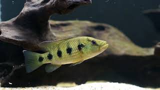 Wild Caught Hemichromis Fasciatus Niandan 0824171