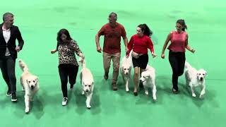 Gibraltar Dogs Show, Day 1 Highlights