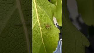 Little spider.           #videography #photography #nature #spider #strength #smallworlds