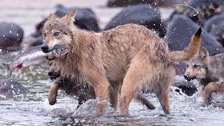 Sea Wolves Are The Rarest And Most Unusual Subspecies! They Swim Around The Islands And Fish!