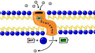 ATP Synthesis and Chemiosmosis in Photosynthesis