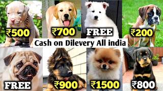 Cheapest dog Market of India || Wholesale Dog Price list 2024