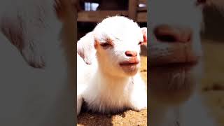 Baby ❤️ Goat 🐐 Cute baby 😍 #youtubeshorts #shortvideo #trending #viral #baby