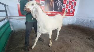 Sojat goats for 400/kg at sanjari goat farms mahapoli