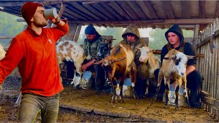 Производство овечьего сыра в горах. Жизнь людей в горах с животными