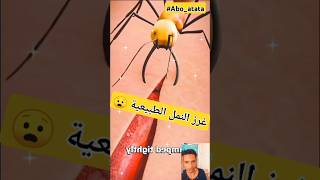 غرز النمل الطبيعية 😧 #shorts