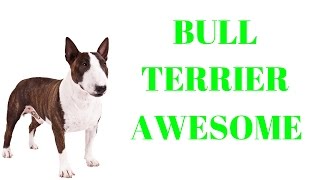 BULL TERRIERS Are Awesome: BULL TERRIERS Life Compilation