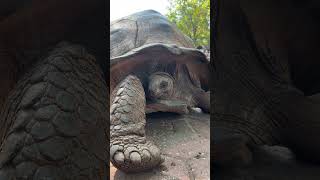 Tortugas grandes 😍 en Prison Island, Zanzíbar