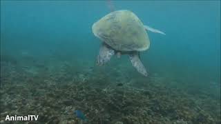 Turtles Swimming & Walking slowly... CUTEST compilation