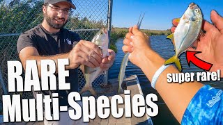 RARE FISH Caught in Long Island Waters!! - Jack Crevalle , Bluefish Snappers , Needlefish