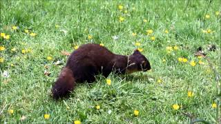 Pine Martin, Ardnamurchan, Scotland