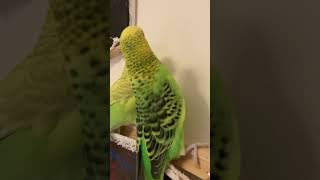 Bob & Sam cuteness #pets #budgies #parrot #letmedown