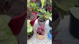 Small plants #plants #gardenplants #ganeshchaturthi #shoshould uld