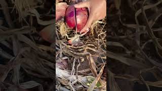 Satisfaying videos of agriculture growing fruit, vegetable, carrot, corn, onion etc #Short 92