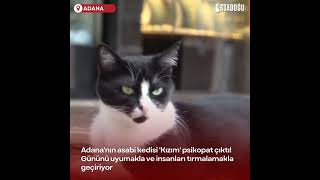 Adanalı Asabi Kedi 'Kızım'