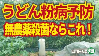 無農薬でうどん粉病殺菌。スナップエンドウ、グリーンピースのうどん粉病対策としてお勧めはお酢と納豆菌。4/10