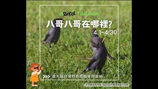 eBird Taiwan線上工作坊 八哥的世界插旗大賽 2023.4.11