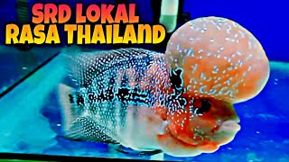 LOUHAN SRD LOKAL|| JENONG NYA SUPER BOOM TIDAK KALAH SAMA YG ORI THAILAND