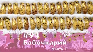 #94, Бабочкарий, ч.1, 25.02.2019