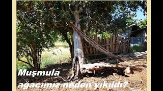 Muşmula, muşmala, yenidünya ağacımız neden yıkıldı?