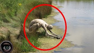 4 Of The Weirdest Creatures Caught On Camera