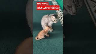 MAU NYUSU DITINGGAL #shorts #kucing #kucingimut #kucinglucu #kucingkampung #cats #istanalokajaya