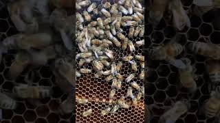 Looking For Mated Queens