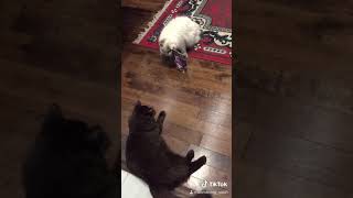 Kittens Patience Challenge: Will Piper win or Louie...kitten new funny video meow meow