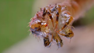 Terrible Carnivorous Caterpillars Catch Insects!