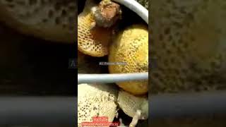 Wild satisfying Honey | Harvesting | Pure Natural Honey | Al Farooq Honey #honeybees #honey #shorts