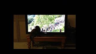 Olympics London 2012, Cycling, Cat Watch