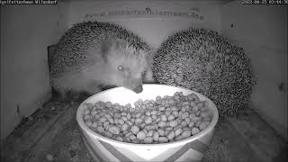 Wenn 2 Igel sich beim Fressen anzicken | 25.06.2022