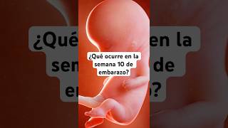 🤔 ¿Qué ocurre en la semana 10 de embarazo? 🤰 Síntomas y desarrollo del bebé