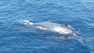 Wale mother and baby  - Gulf of Guinea