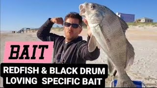 Redfish & Black Drum kinda fishing day! #4k #Fishing #RedFish #BlackDrum #SurfFishing #Subscribe