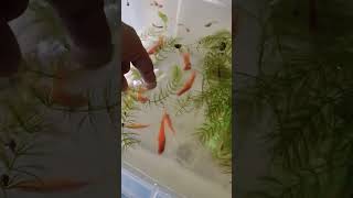 Beautiful Fishes ..#shortvideo (2)