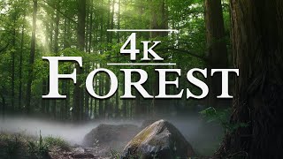 Forest In 4K - The Healing Power Of Nature Sounds