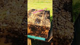 box o bees #bees #beekeeping #honey #beeswax #honeybee #love #animal #apismellifera #bee