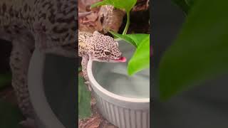 the little tongue flicks🥺🥺🥺 #leopardgecko #gecko #pet #reptile #lizard #cutpet #adorable #lizards