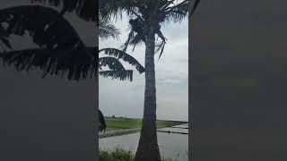 nerve wracking climbing coconut by yourself panjat pohon kelapa sendiri