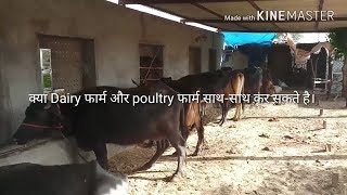 कया Dairy और poultry फार्म साथ साथ कर सकते है।