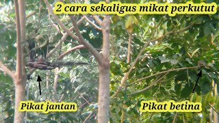 2 cara sekaligus memikat burung perkutut @pemikatdesa