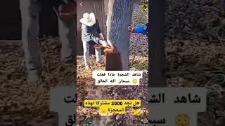 خروج الماء من جدع شجرة حالة نادرة سبحان الله #shorts