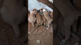 Lovely hungry puppies fighting for milk. #shorts