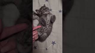 #shorts котенок спит #video