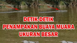 PENAMPAKAN BUAYA MUARA DENGAN UKURAN BESAR_VIRAL