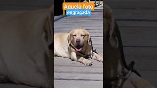 cachorro engraçado #shorts #belly #labrador #retriever #engraçado #dog #dogcomedy #doglife #doglover