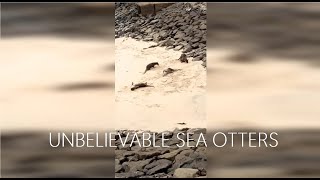 Otters spotted playing on a beach and returning to the ocean!! Pasir Panjang Beach!!