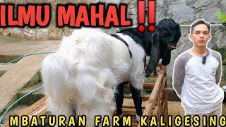 PESONA KAMBING 250 JUTA MBATURAN FARM KALIGESING