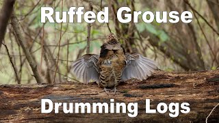 Creating Drumming Logs for Ruffed Grouse!